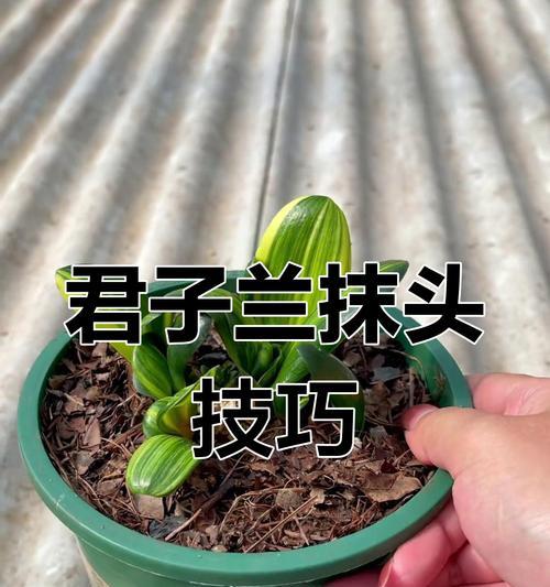 君子兰掰叶子后不抹头是什么情况？君子兰掰叶子不抹头的原因及处理方法是什么？