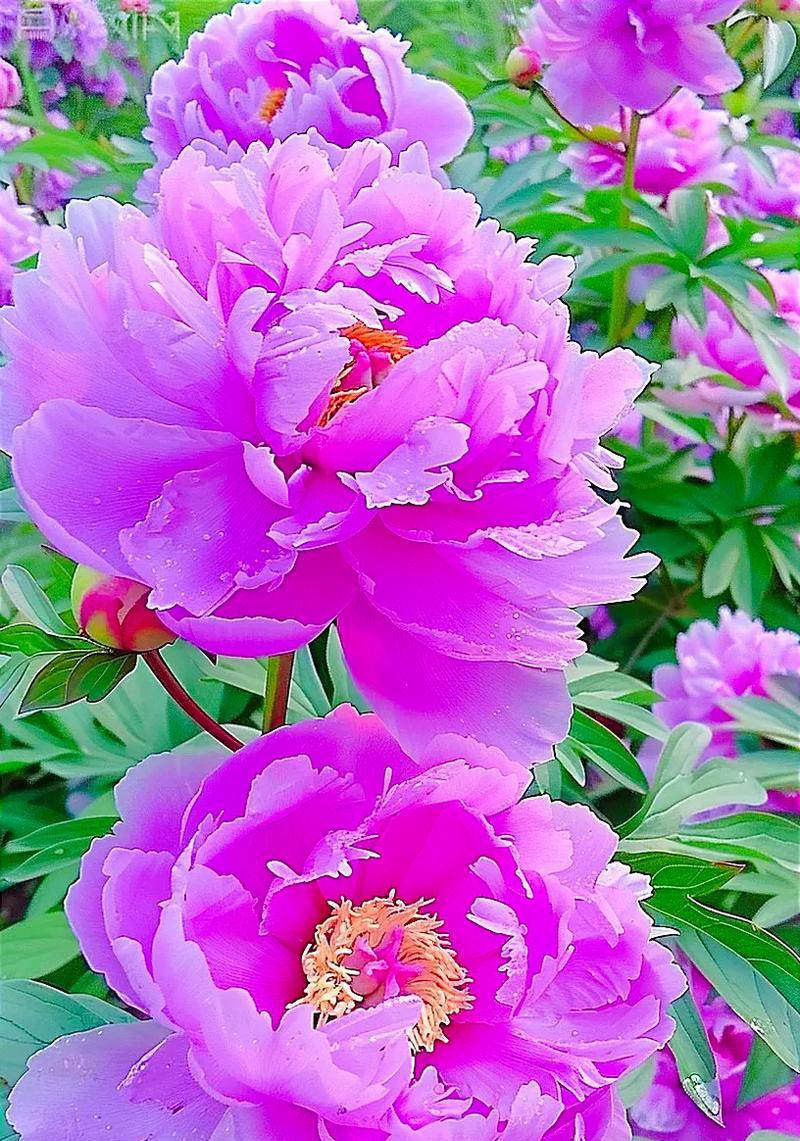 干牡丹花哪里最好看？干牡丹花的养护方法是什么？