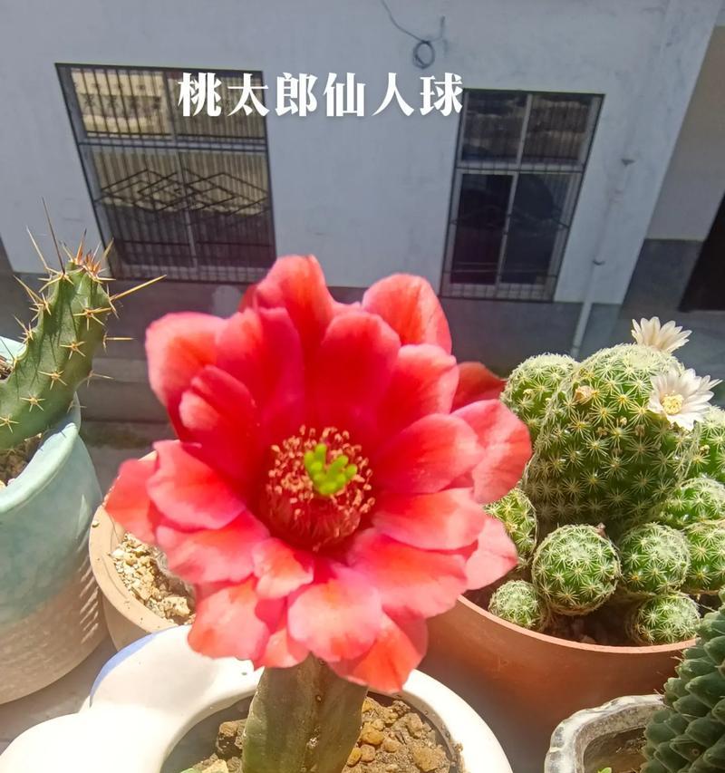 仙人球今天又开花是什么原因？仙人球频繁开花的可能原因是什么？