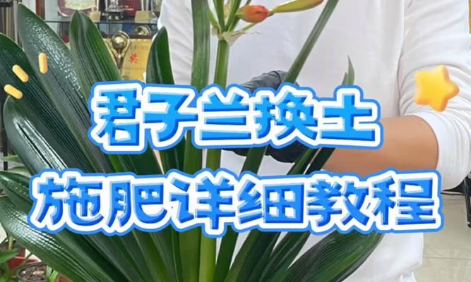 薄叶片君子兰如何扦插提高成活率？君子兰扦插的正确方法是什么？