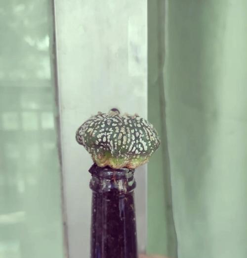 仙人球发黄流水了怎么办？有哪些小妙招可以尝试？