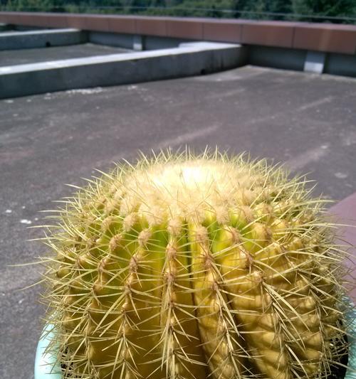 仙人球发黄流水了怎么办？有哪些小妙招可以尝试？