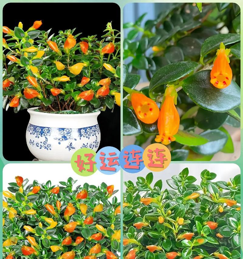 金鱼和玫瑰花如何一起养？怎样才能养得更好看？