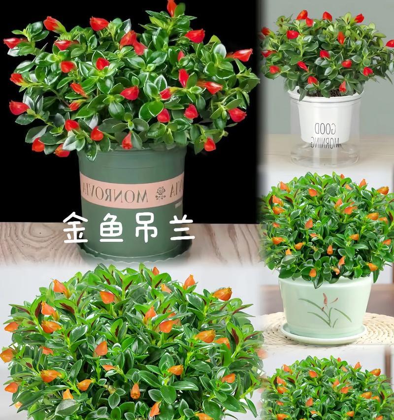 金鱼和玫瑰花如何一起养？怎样才能养得更好看？