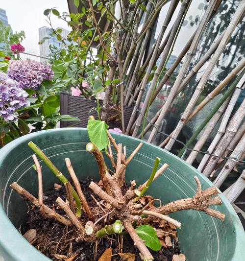玫瑰花直杆子应该怎样修剪？修剪后有什么好处？