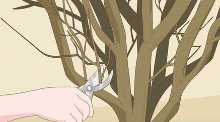 玫瑰花直杆子应该怎样修剪？修剪后有什么好处？