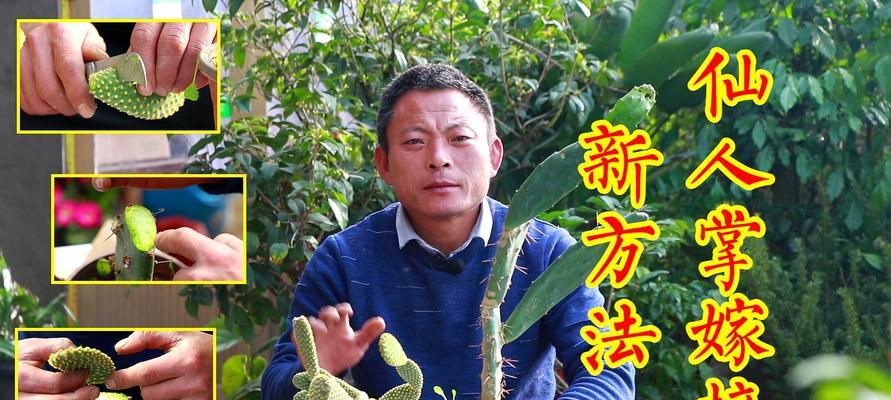 大仙人掌花树如何嫁接？嫁接过程中需要注意什么？