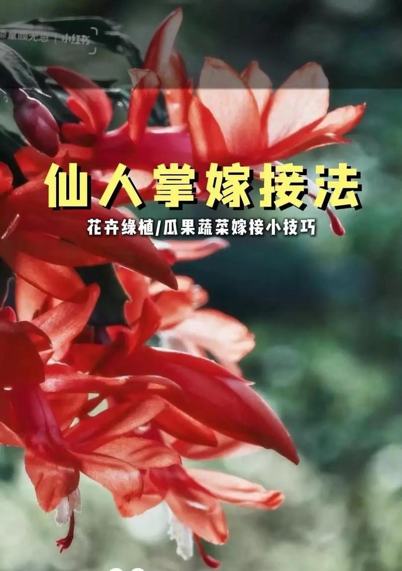 大仙人掌花树如何嫁接？嫁接过程中需要注意什么？