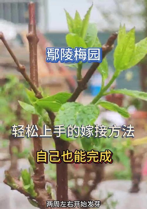 大仙人掌花树如何嫁接？嫁接过程中需要注意什么？