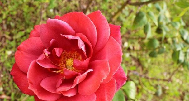 牡丹花提前萌芽了怎么养护和管理？有哪些技巧？