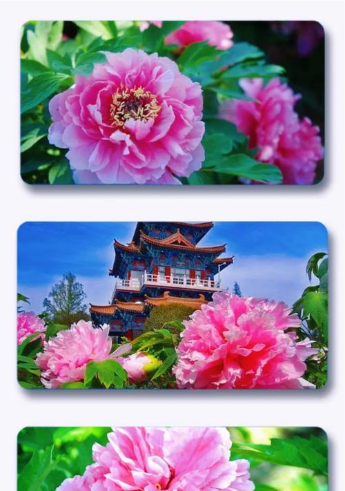 牡丹花提前萌芽了怎么养护和管理？有哪些技巧？