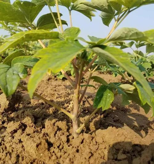 牡丹花提前萌芽了怎么养护和管理？有哪些技巧？