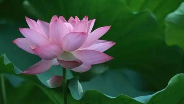 君子兰和龙舌芦荟的养护方法是什么？如何正确养护？