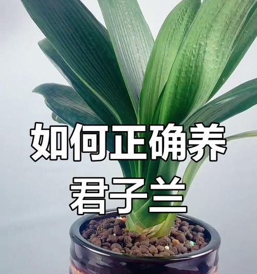 名花君子兰的养护和浇水方法有哪些？如何正确进行？