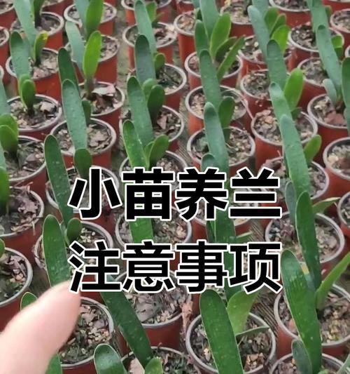 名花君子兰的养护和浇水方法有哪些？如何正确进行？
