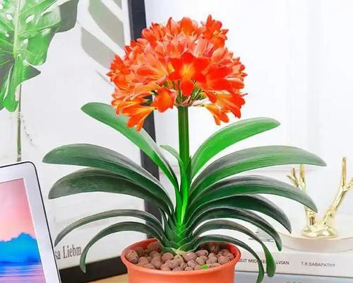 名花君子兰的养护和浇水方法有哪些？如何正确进行？