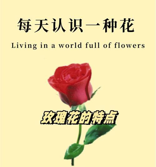 好看的玫瑰花品种有哪些？它们各自有什么特点？
