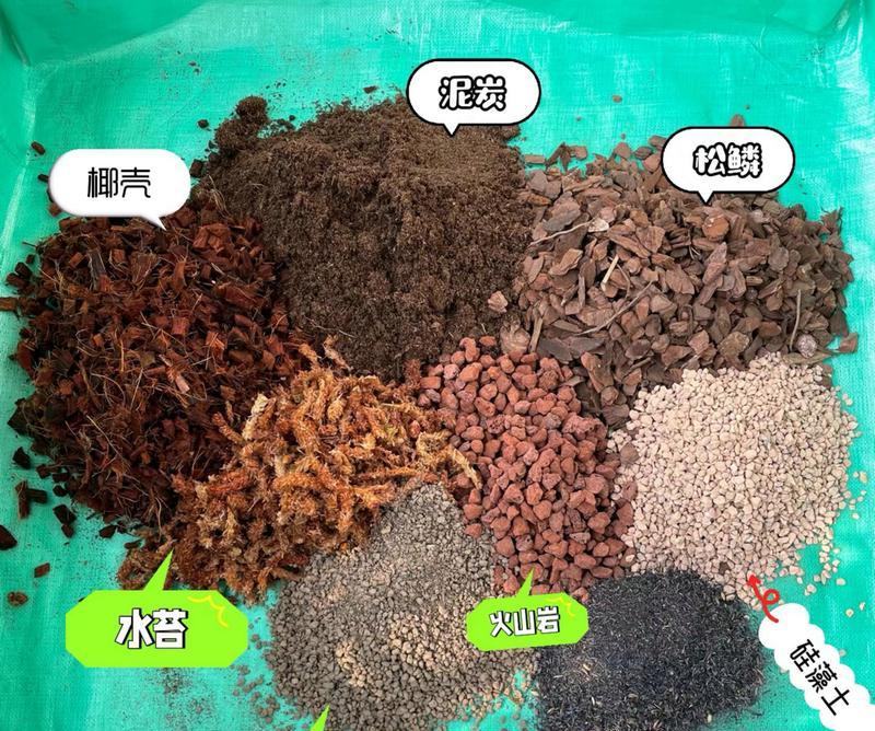君子兰怎样才能开花？有哪些促进开花的方法？