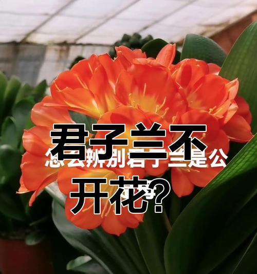 君子兰怎样才能开花？有哪些促进开花的方法？