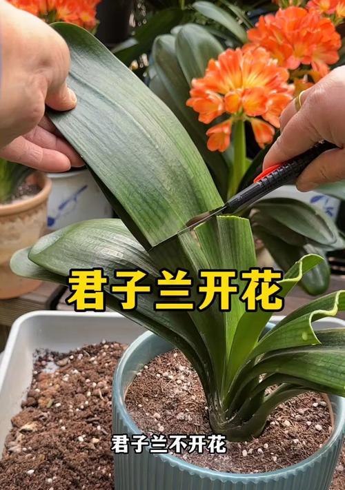 君子兰怎样才能开花？有哪些促进开花的方法？