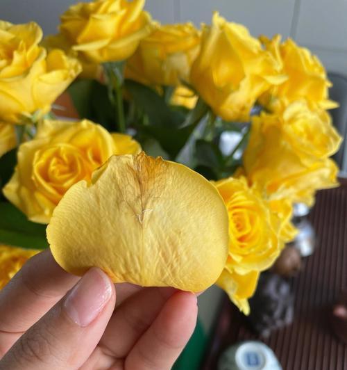 玫瑰花发亮发黄的原因是什么？如何预防和处理？