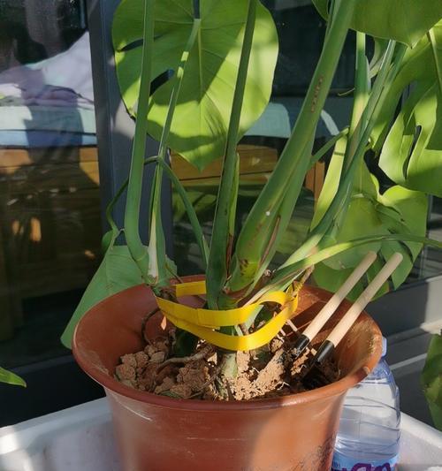购买君子兰的花盆应该注意什么？如何选择合适的花盆？