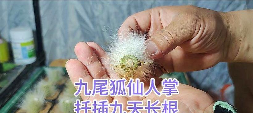 春天如何进行仙人掌花的扦插？有哪些步骤和技巧？