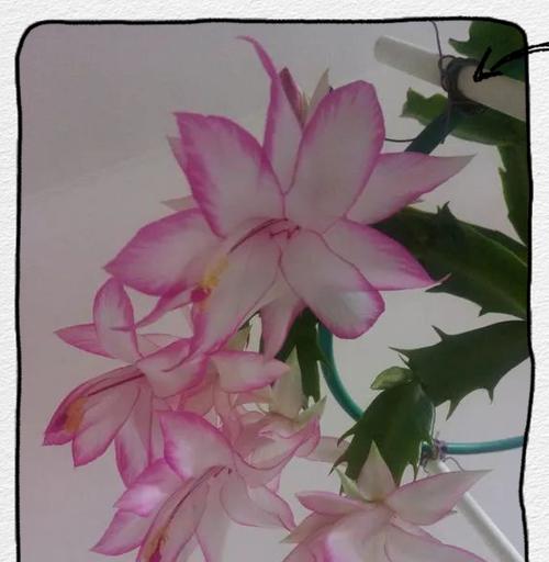 春天如何进行仙人掌花的扦插？有哪些步骤和技巧？