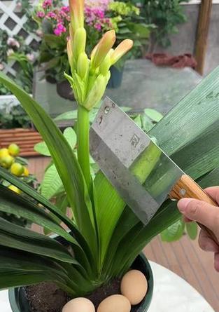 君子兰可以点哪些花粉？如何正确进行花粉点授？