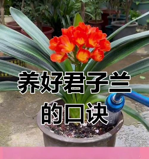 君子兰开花量多与少的原因是什么？如何调整？