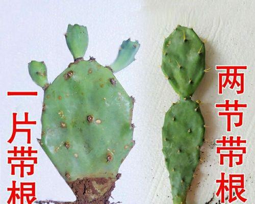 如何防止仙人掌叶子抽中后枯萎？有哪些方法？