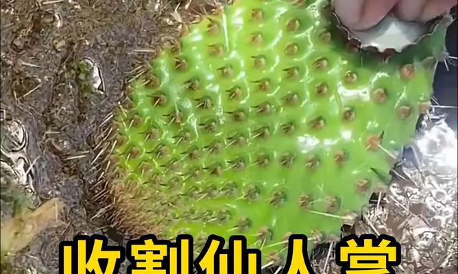 如何防止仙人掌叶子抽中后枯萎？有哪些方法？