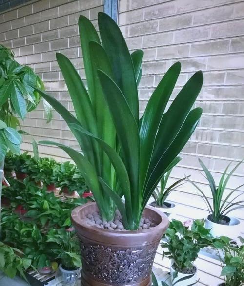 君子兰早开花的植物如何管理？有哪些管理技巧？