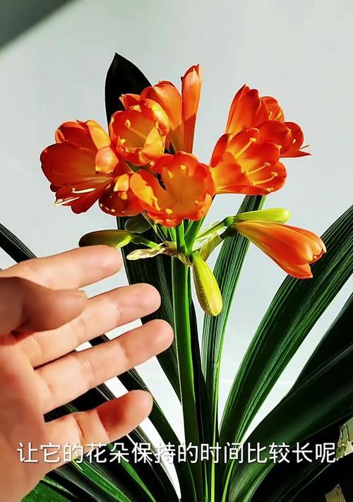 君子兰早开花的植物如何管理？有哪些管理技巧？