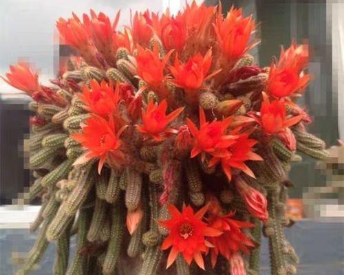 盆栽仙人掌巧克力的养护方法是什么？需要注意什么？