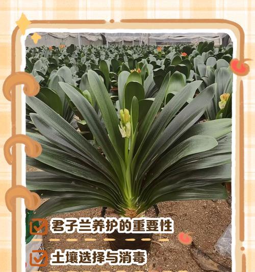 君子兰怎样才能开得最漂亮？正确的养护方法是什么？