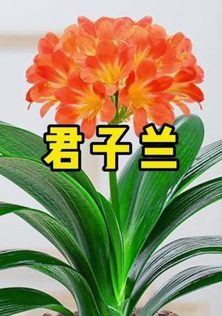 君子兰怎样才能开得最漂亮？正确的养护方法是什么？