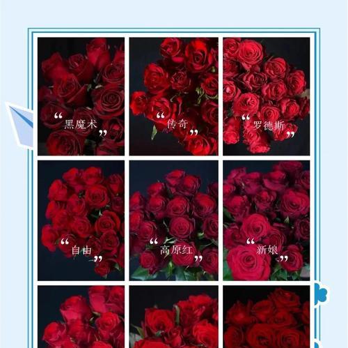 红切花玫瑰花养殖方法是什么？如何保持花朵新鲜？