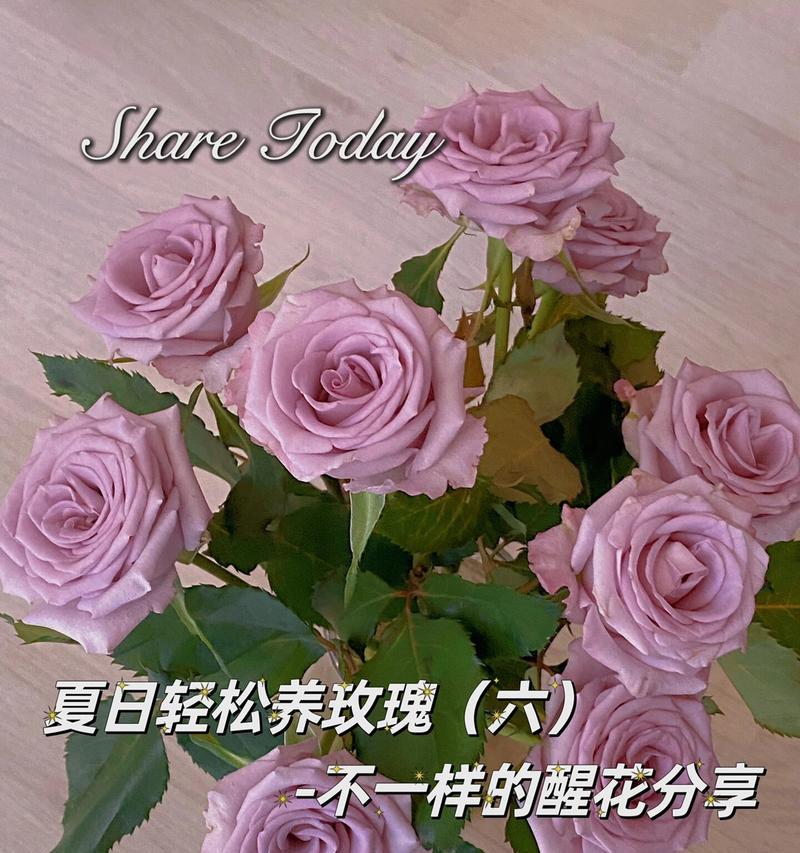 红切花玫瑰花养殖方法是什么？如何保持花朵新鲜？
