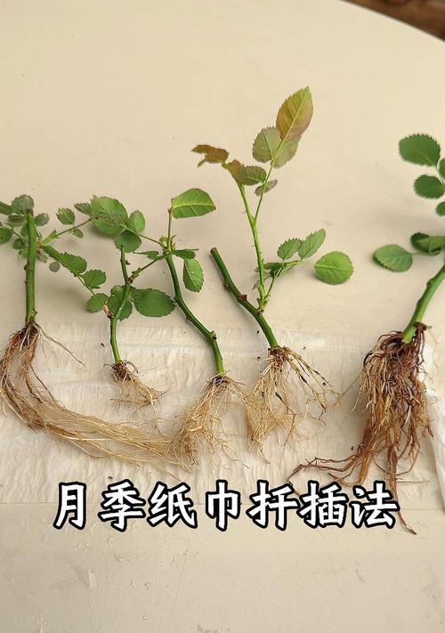 仙人掌扦插步骤图解？扦插后多久生根？
