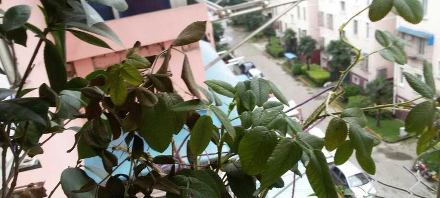 玫瑰花枯萎后如何处理？怎样预防玫瑰花枯萎？