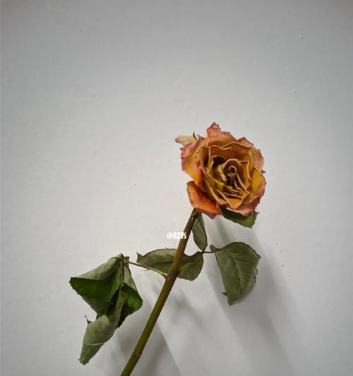 玫瑰花枯萎后如何处理？怎样预防玫瑰花枯萎？
