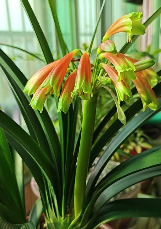 君子兰花苞是什么样子的？花苞出现预示着什么？
