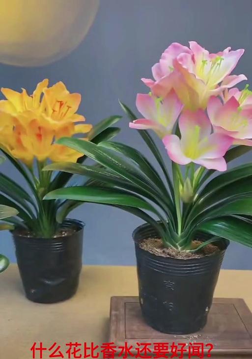 君子兰花苞是什么样子的？花苞出现预示着什么？