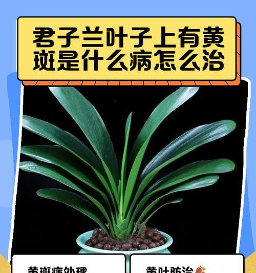 君子兰根部叶子变黄的原因是什么？如何解决？