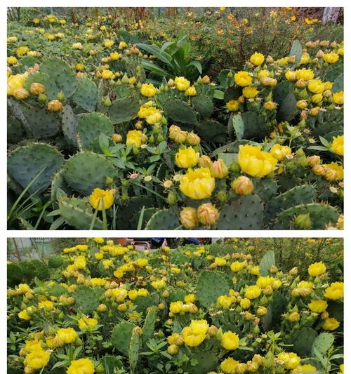 公主花是仙人掌的花吗？公主花的正确养护方法是什么？