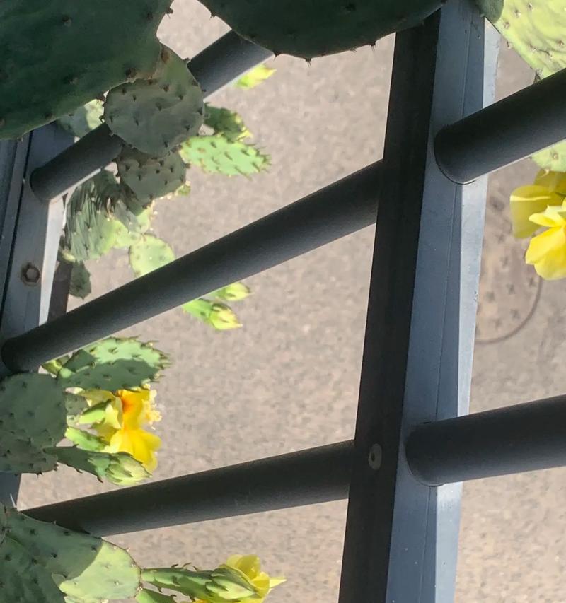 公主花是仙人掌的花吗？公主花的正确养护方法是什么？