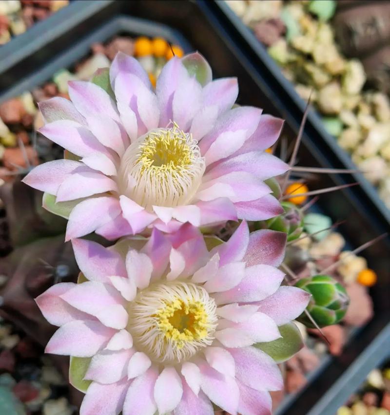 仙人球短毛7号会开花吗？如何促进其开花？