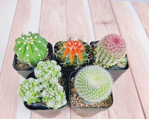 仙人球短毛7号会开花吗？如何促进其开花？