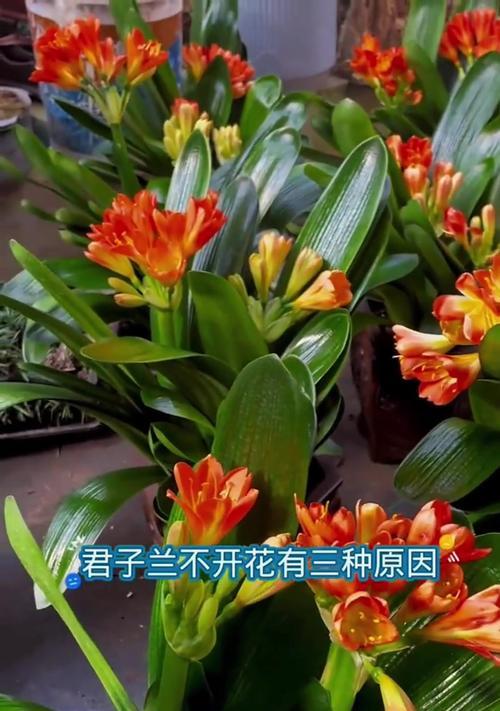 宽叶君子兰的花朵长什么样？开花期如何护理？
